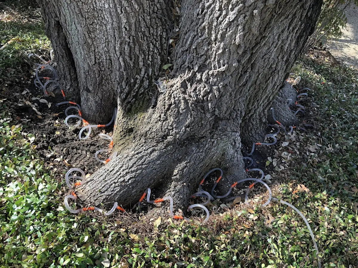 Detailed Shrub and Hedge Trimming job site in Willis