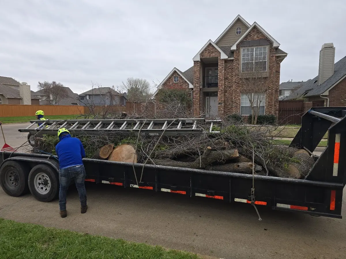 Expert Tree Fertilization with proper safety equipment in Willis